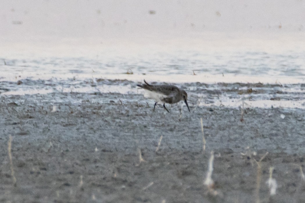 Dunlin
