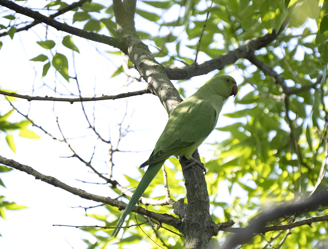 Rose-ringed Parakeet