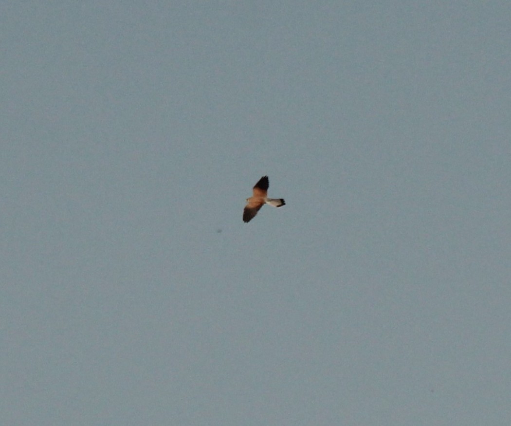 Common Kestrel