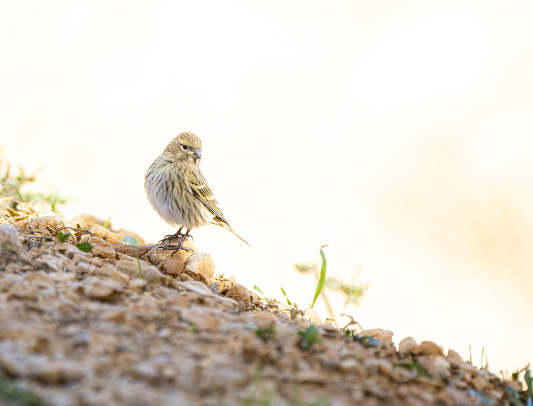 European Serin