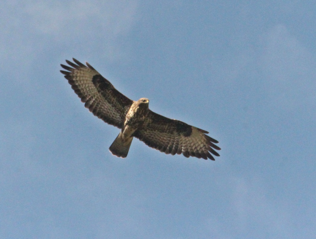 Common Buzzard
