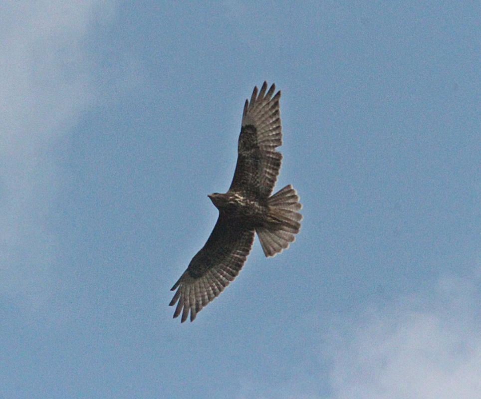 Common Buzzard