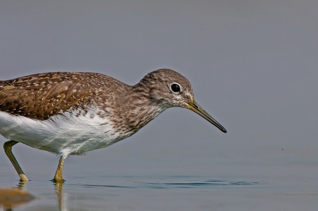 Green Sandpiper