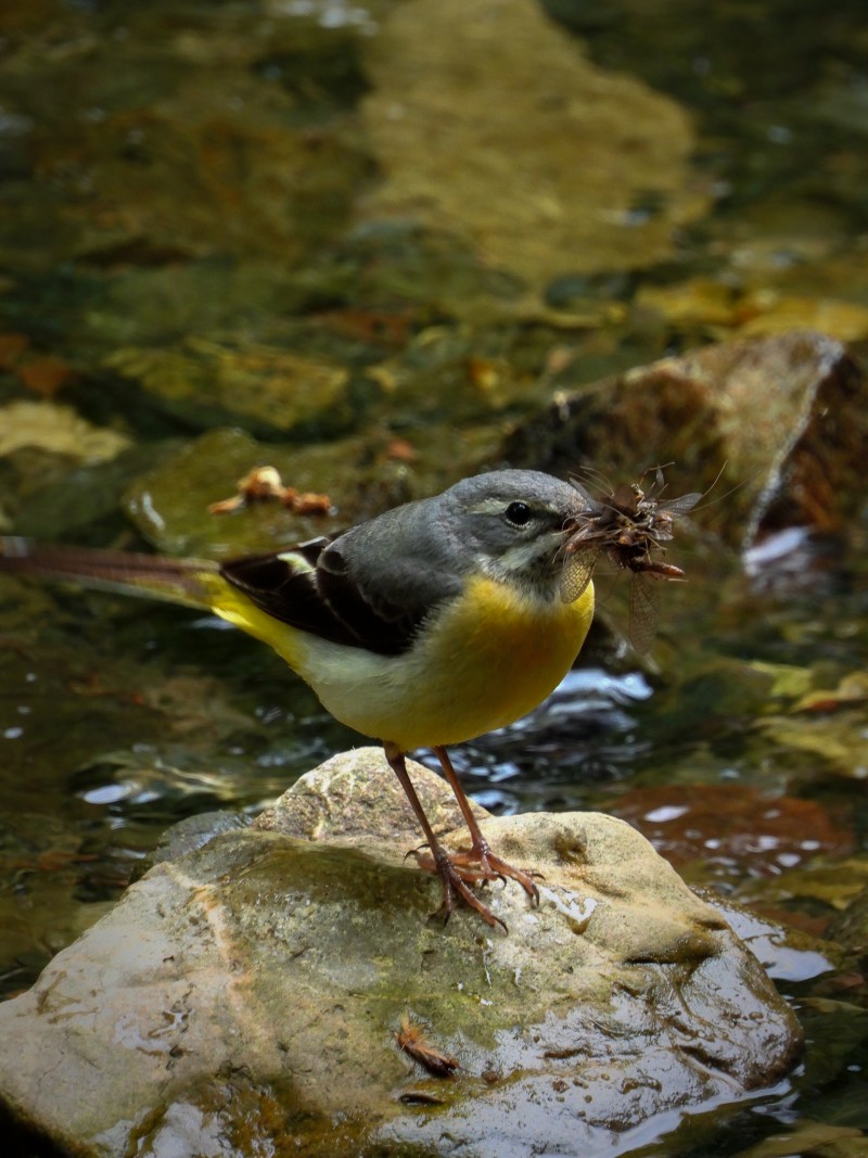 Grey Wagtail