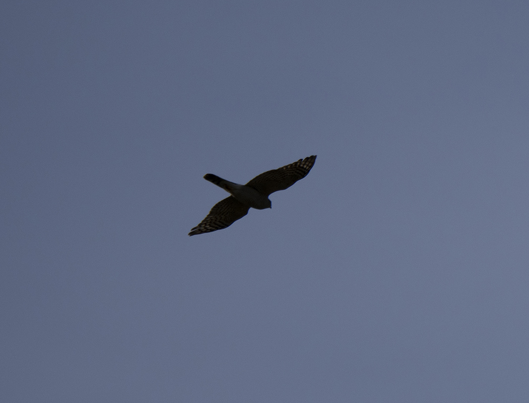 Eurasian Sparrowhawk