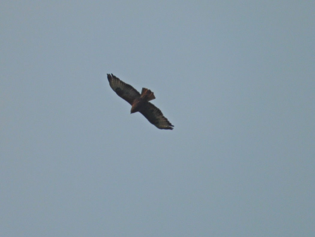 Common Buzzard