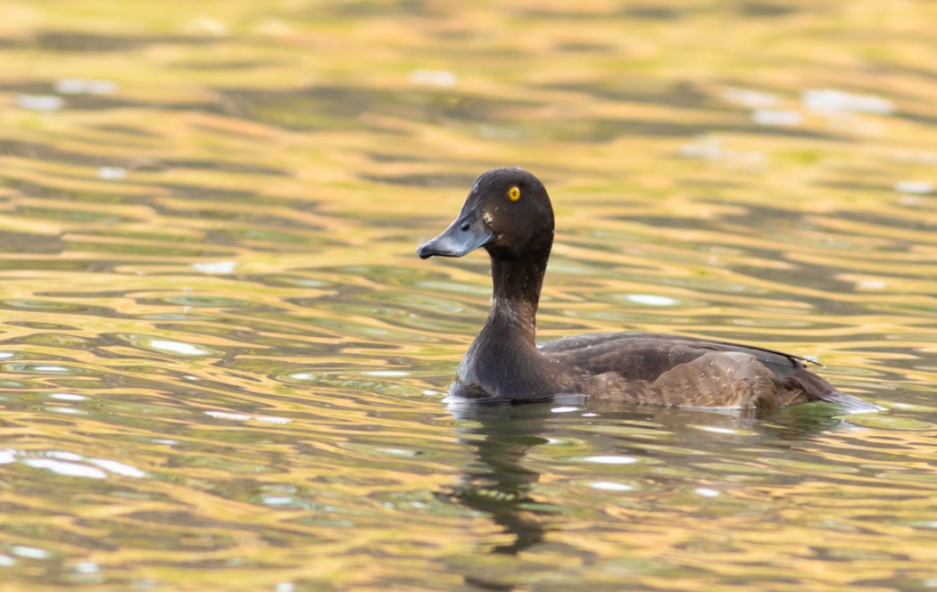 Tufted Duck