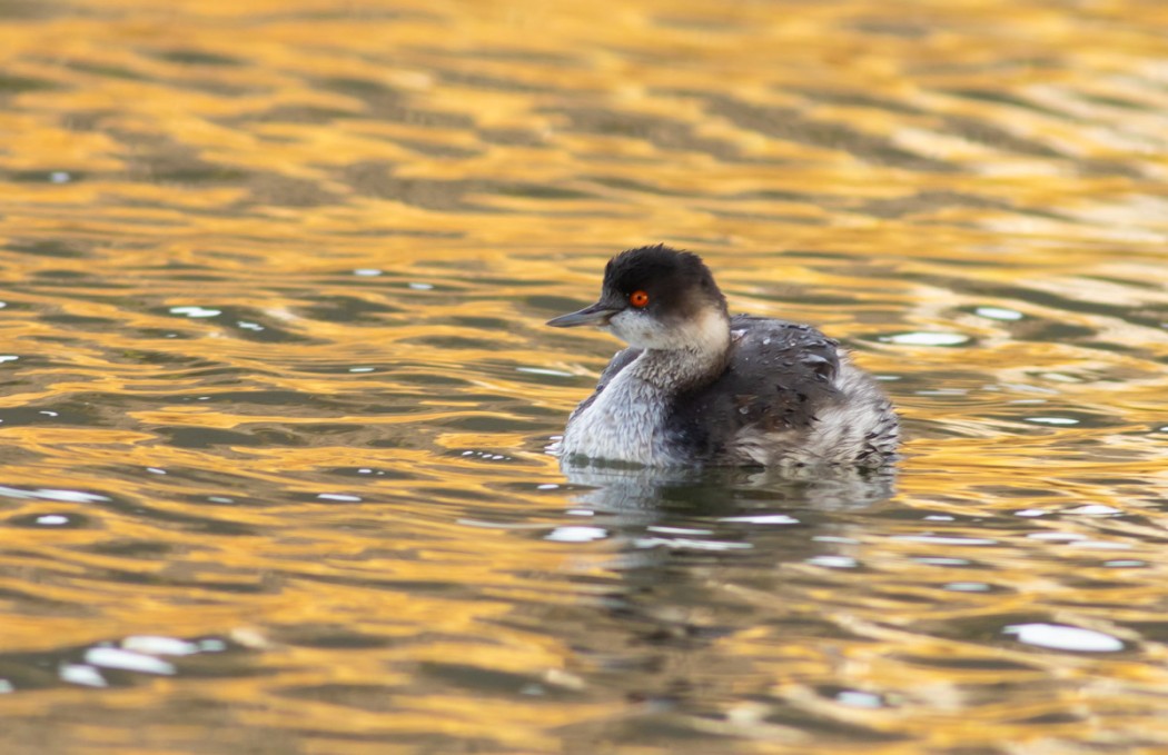 Black-necked Grebe