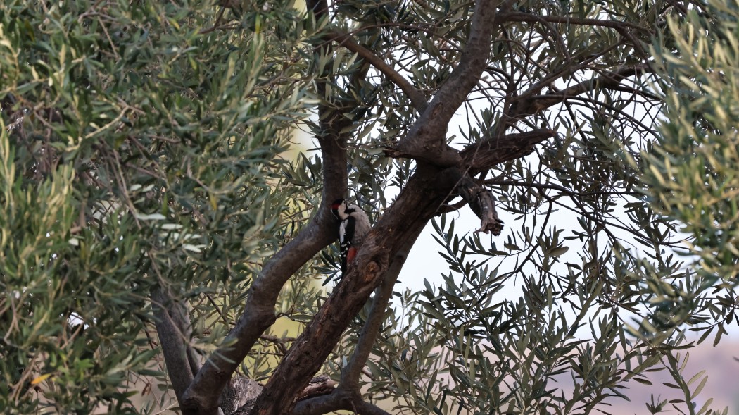 Syrian Woodpecker