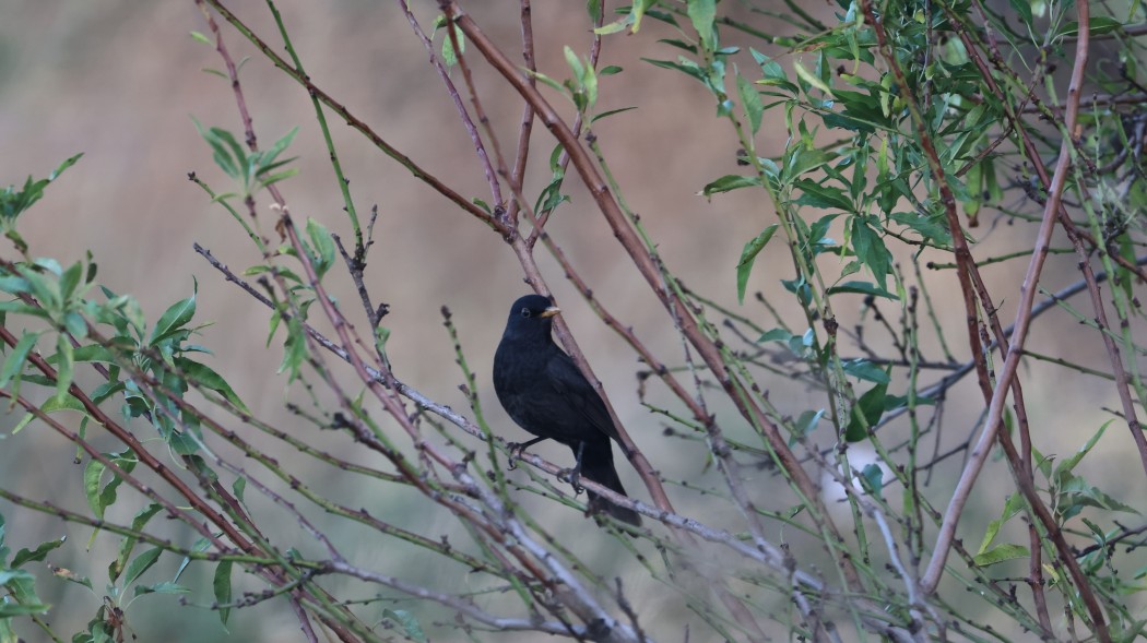 Common Blackbird
