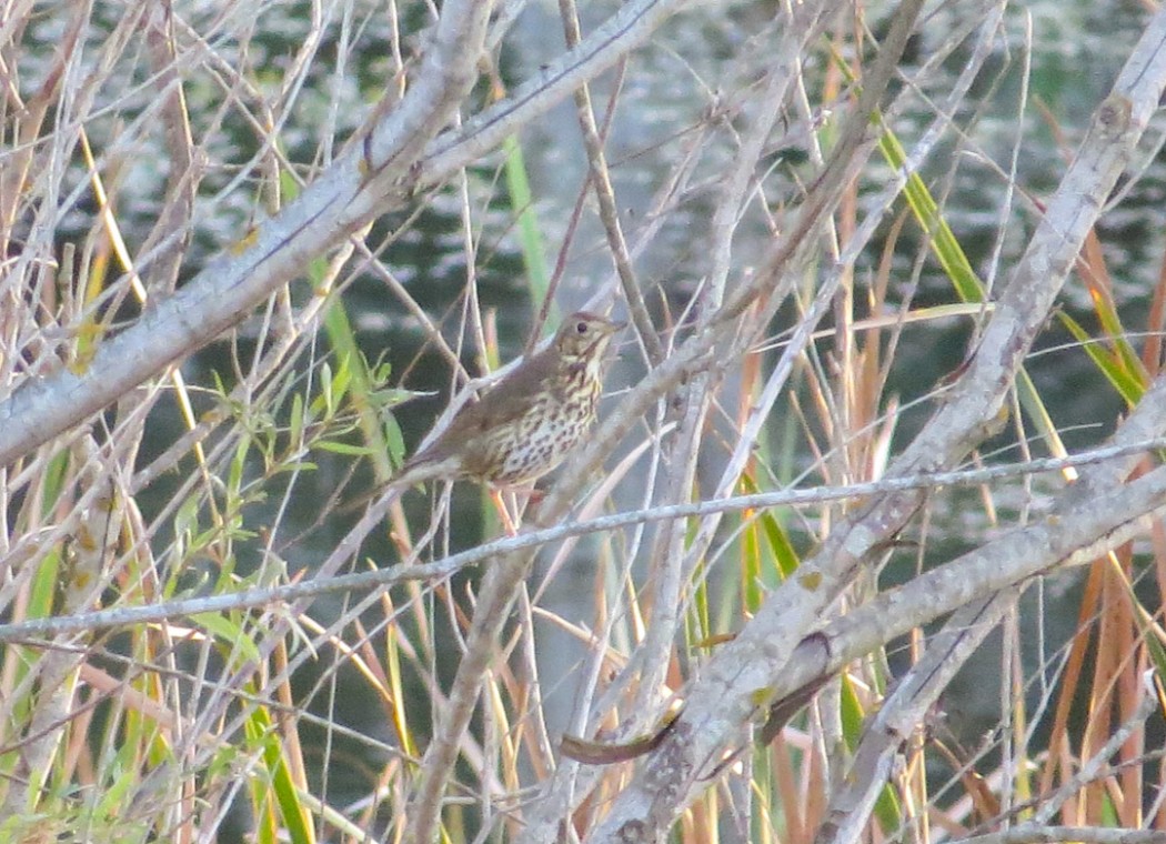 Song Thrush