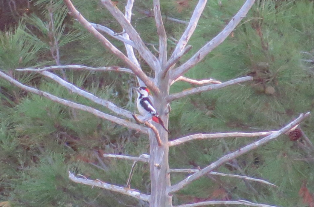 Syrian Woodpecker