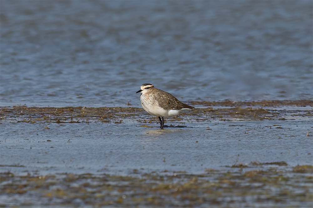 Sociable Lapwing