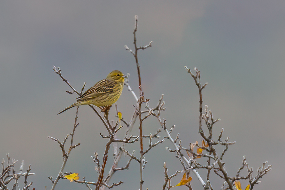 Yellowhammer