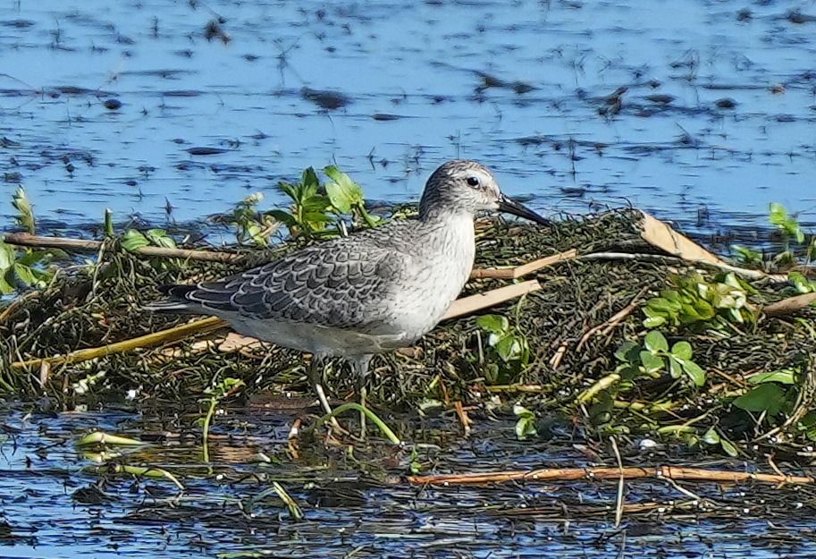 Red Knot