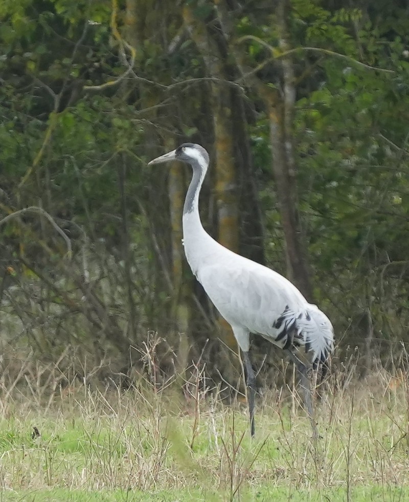 Common Crane