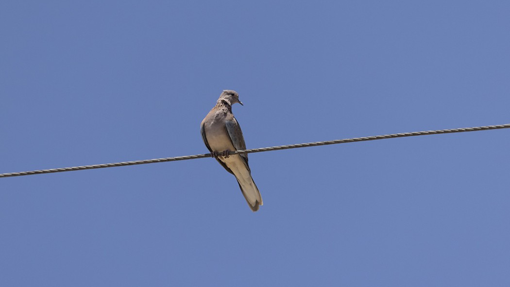 Laughing Dove