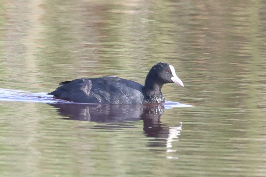 Eurasian Coot