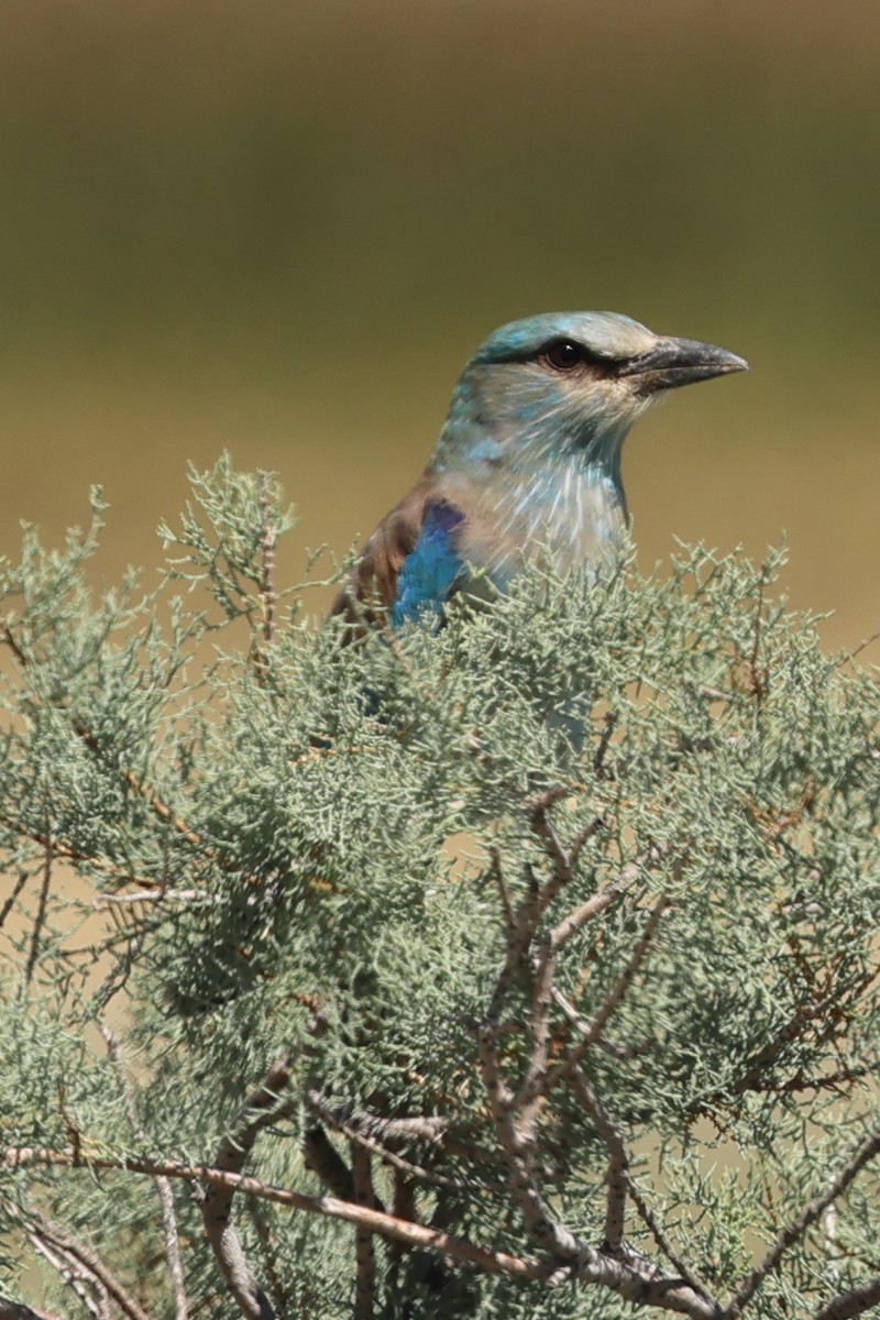 European Roller