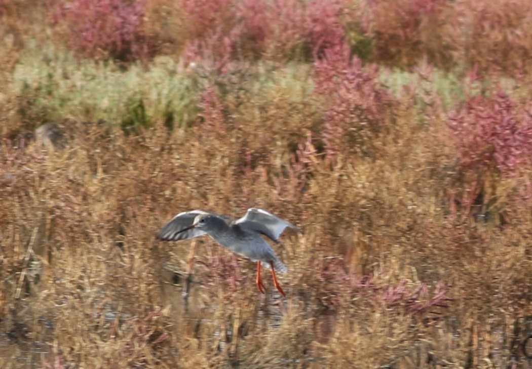 Common Redshank