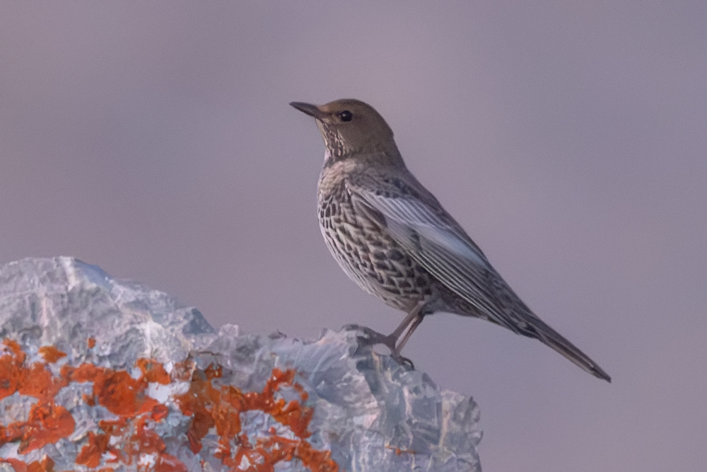 Ring Ouzel
