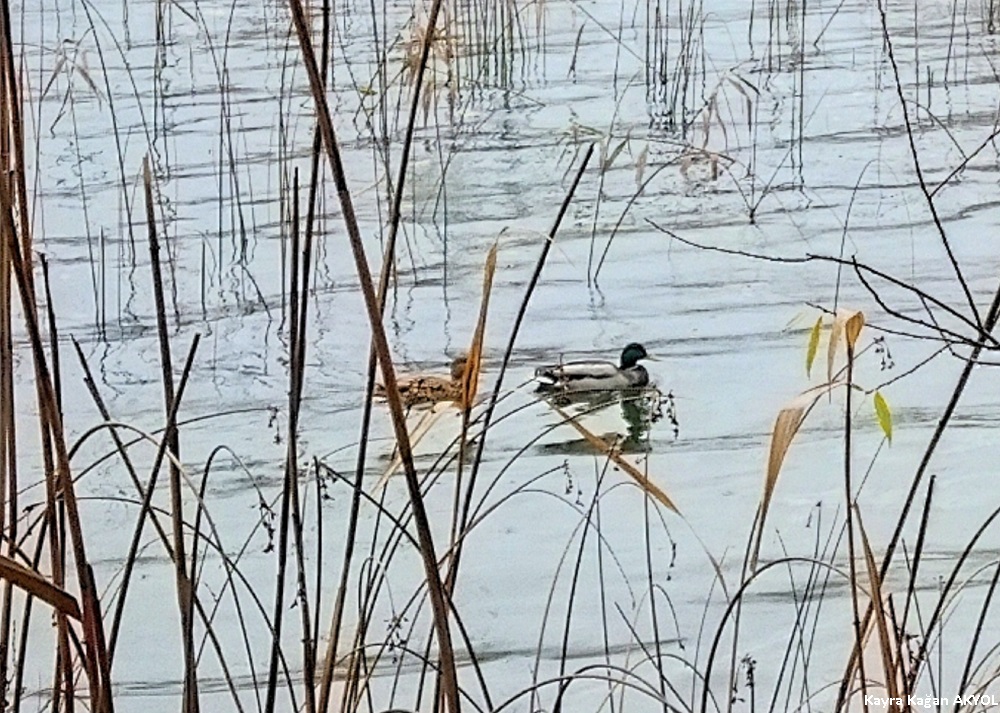 Mallard