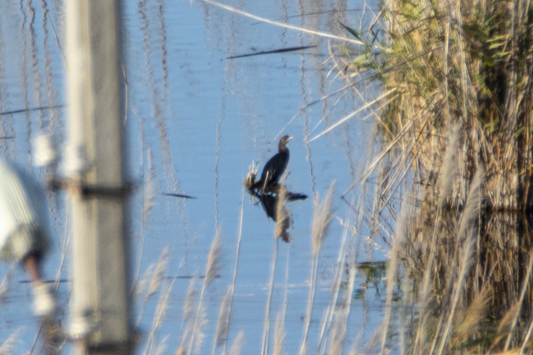 Pygmy Cormorant
