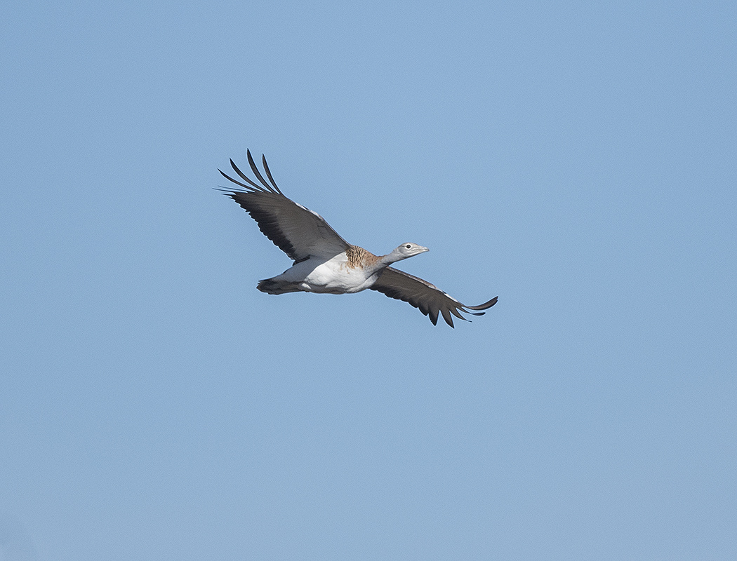 Great Bustard