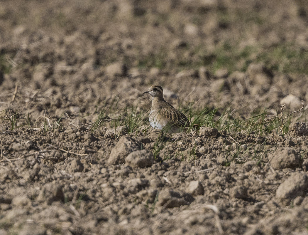 Eurasian Dotterel
