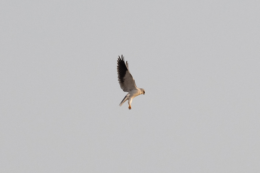 Black-winged Kite
