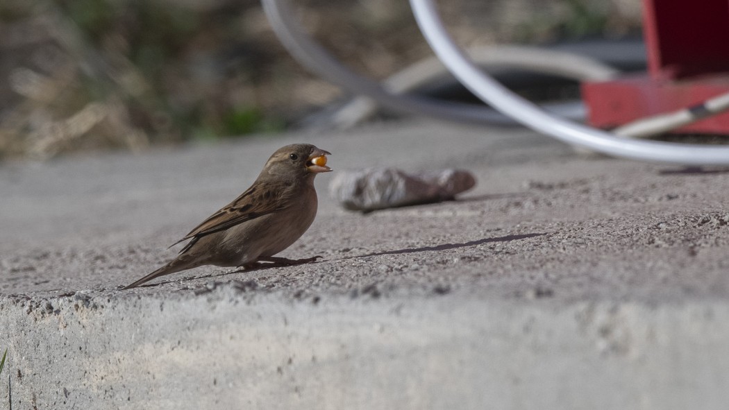 House Sparrow