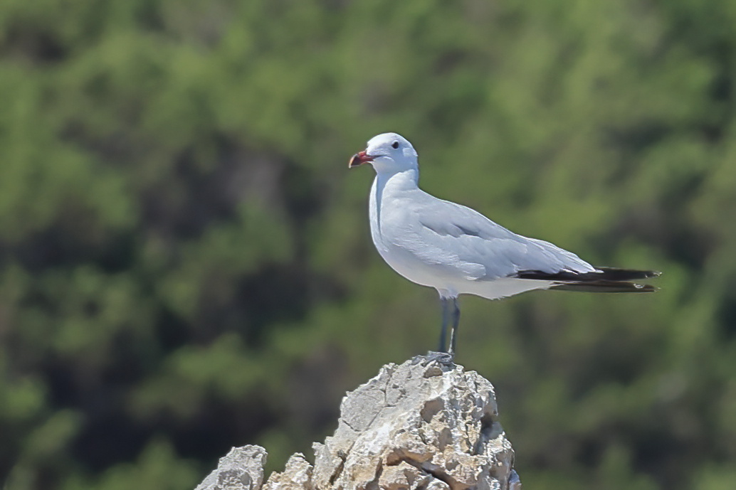 Audouin`s Gull