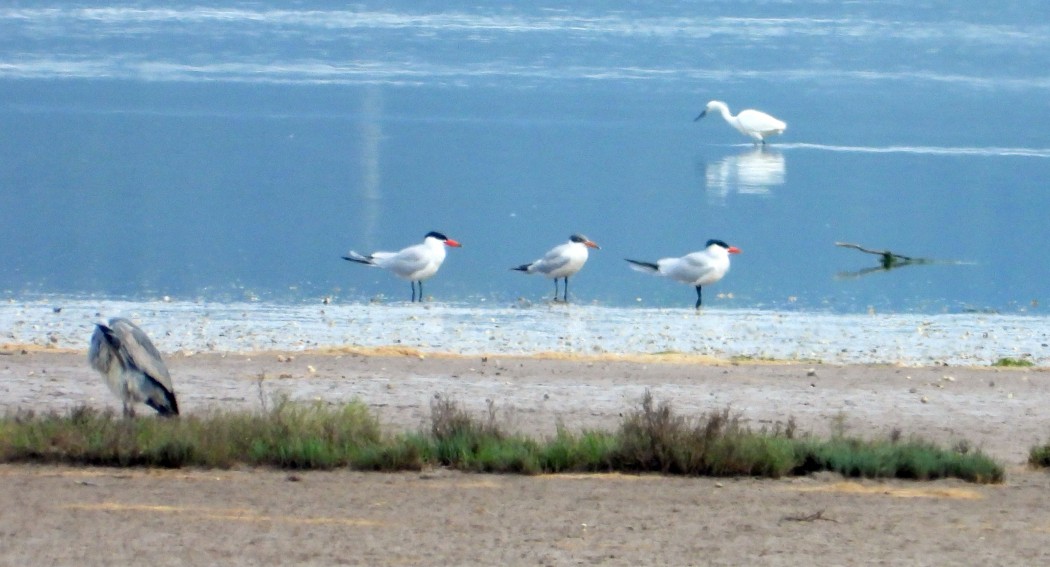 Caspian Tern
