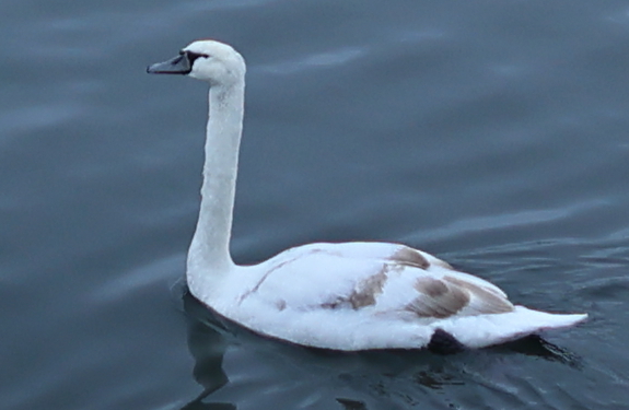 Mute Swan