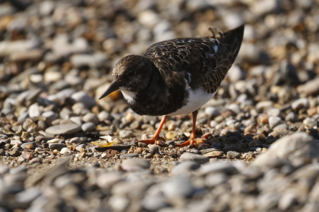 Ruddy Turnstone