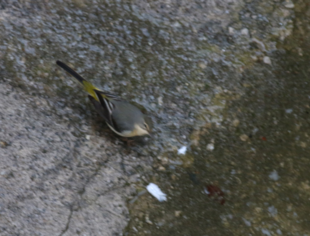 Grey Wagtail