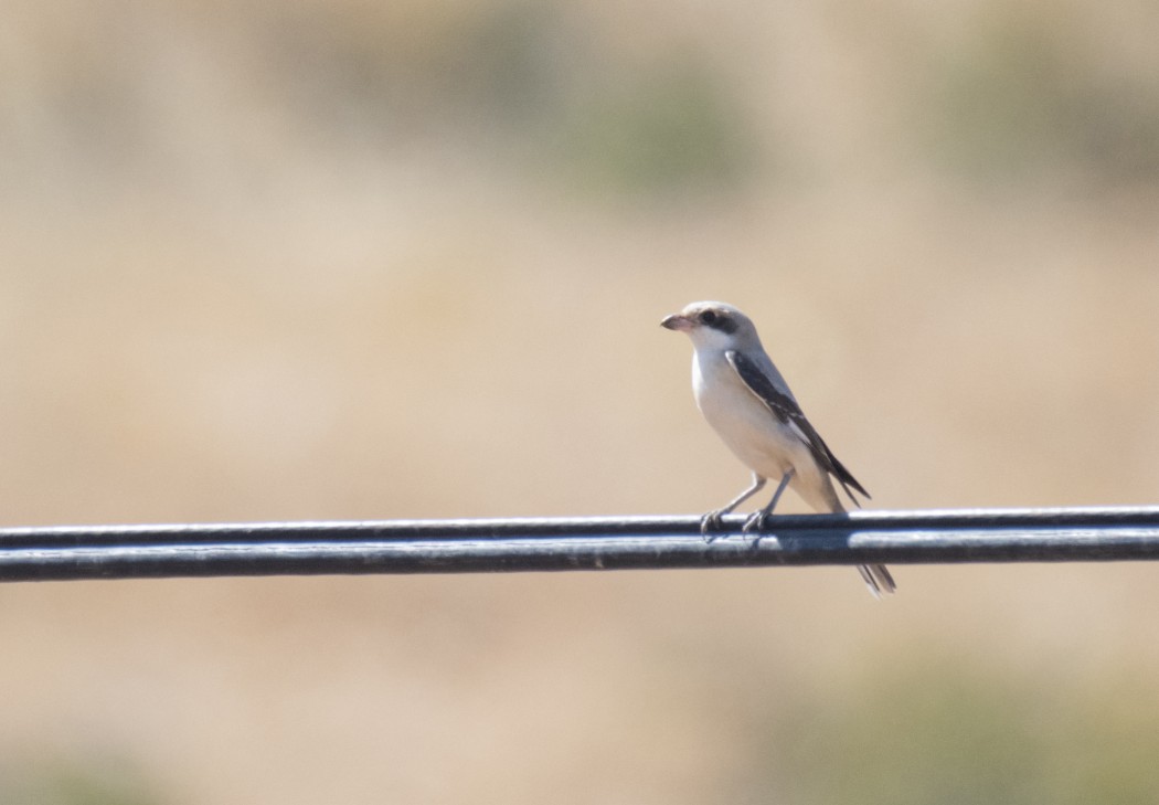 Lesser Grey Shrike