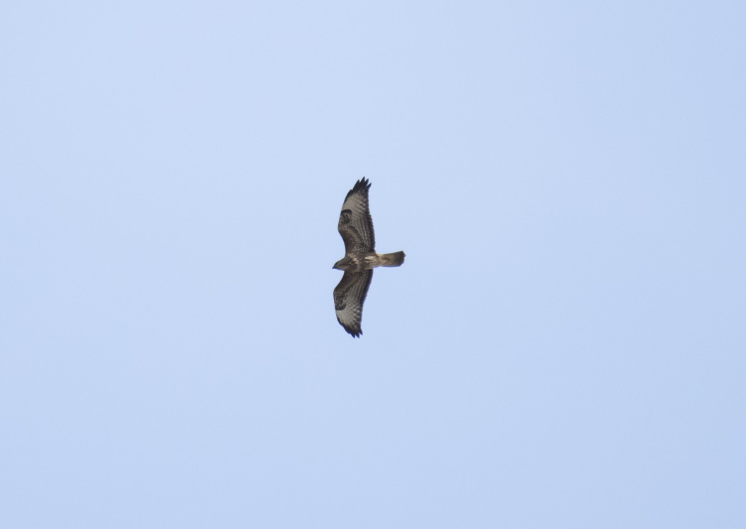 Common Buzzard