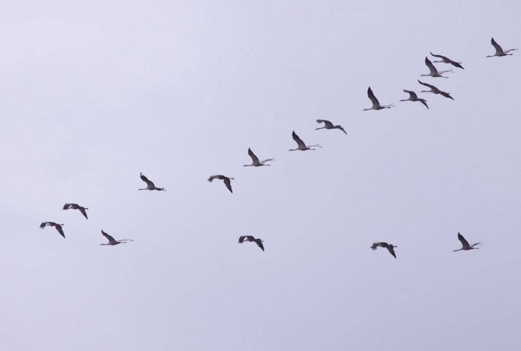 Common Crane
