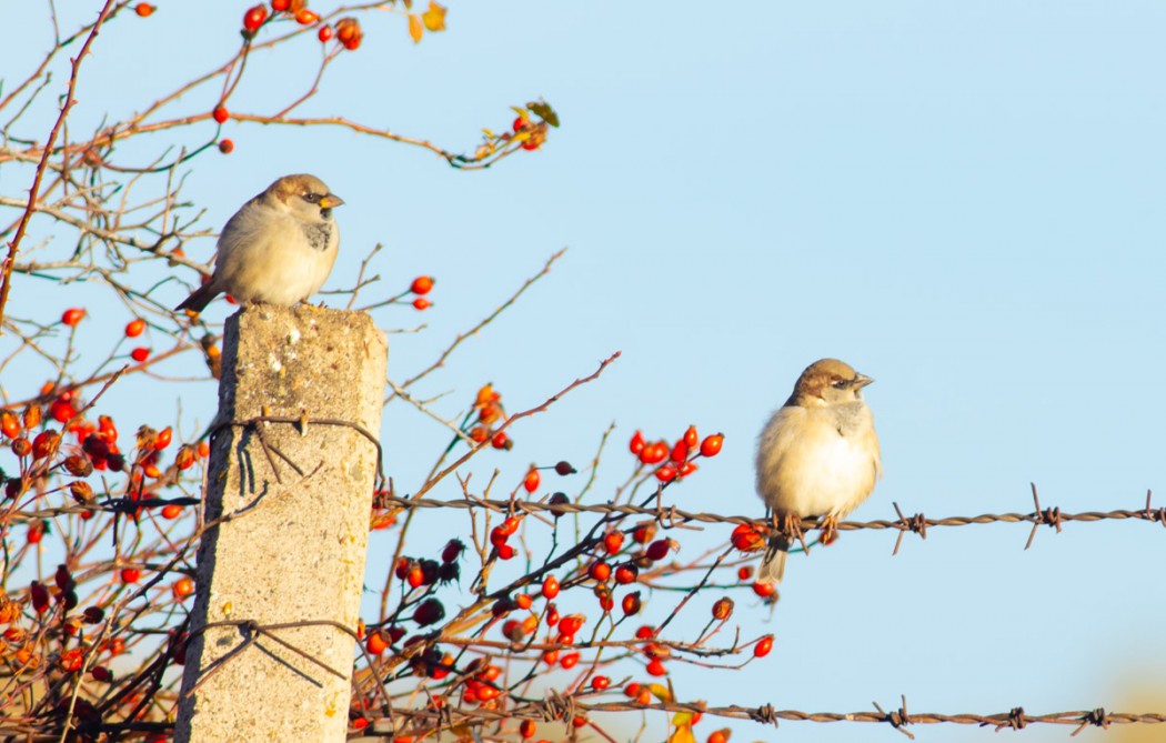 House Sparrow