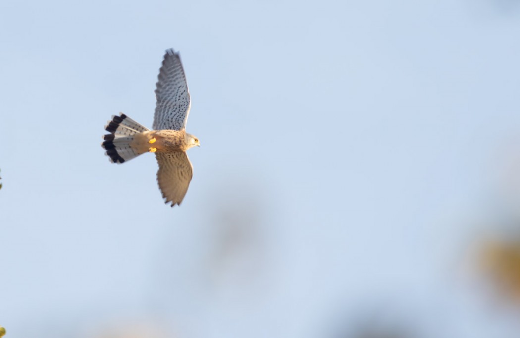 Common Kestrel