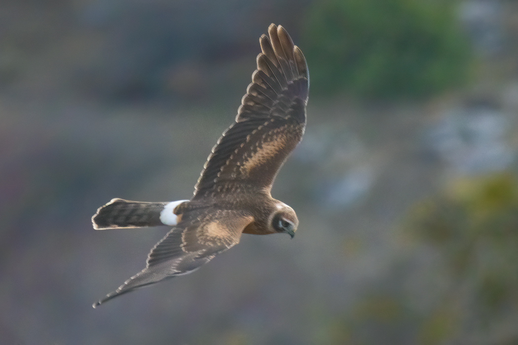 Pallid Harrier