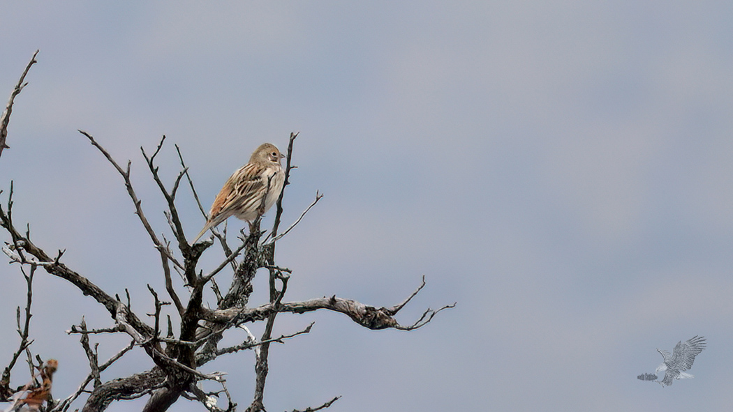Pine Bunting