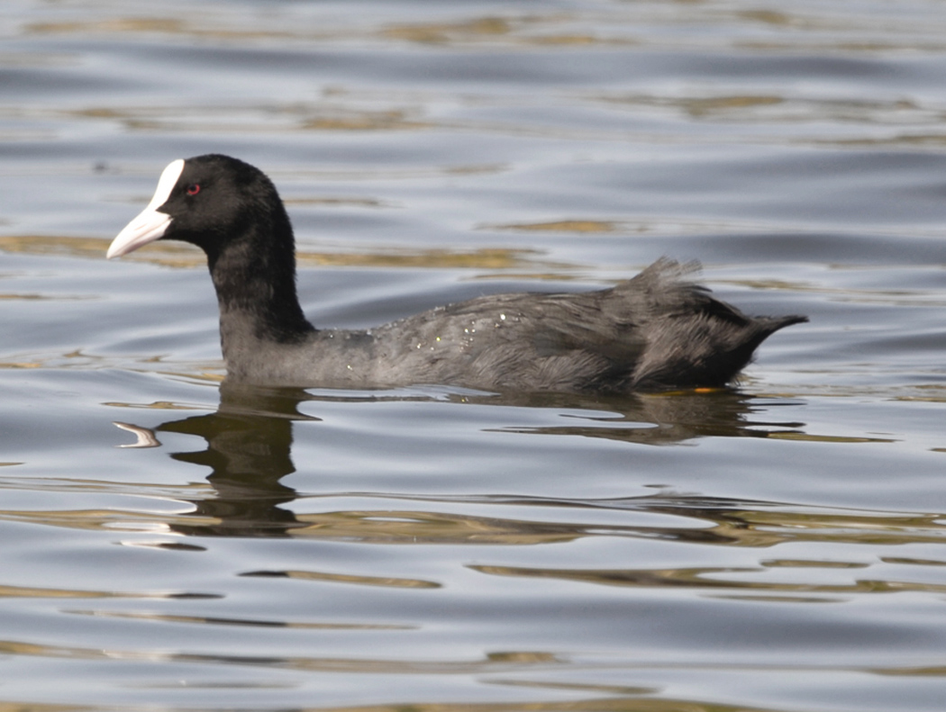 Eurasian Coot