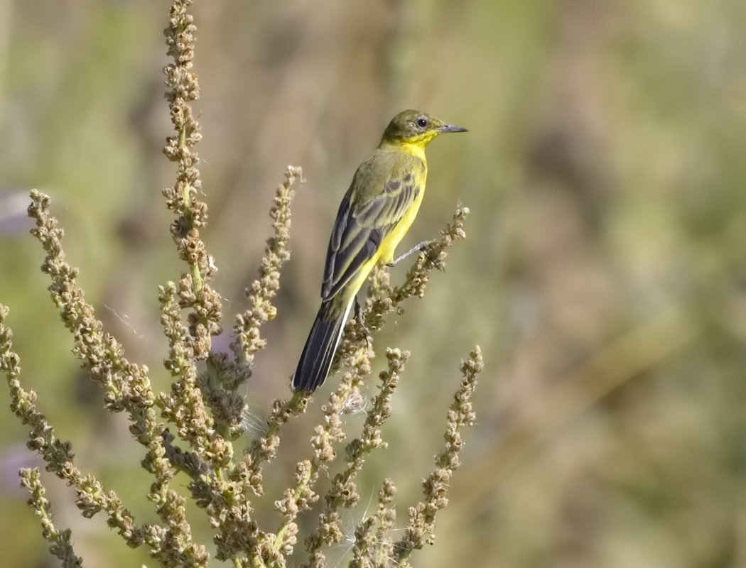 Western Yellow Wagtail