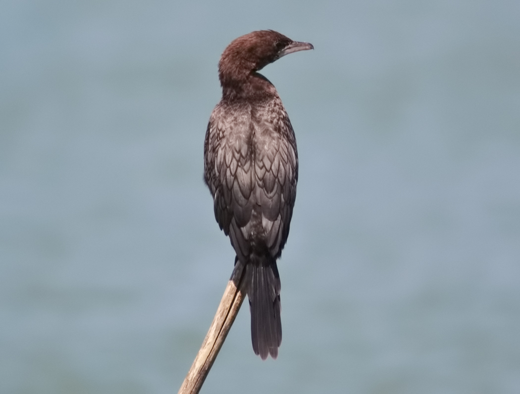 Pygmy Cormorant