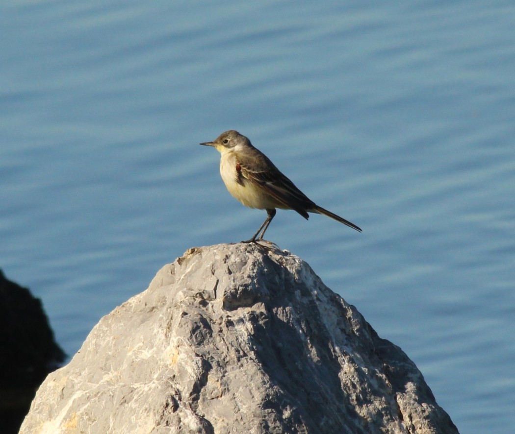 Western Yellow Wagtail