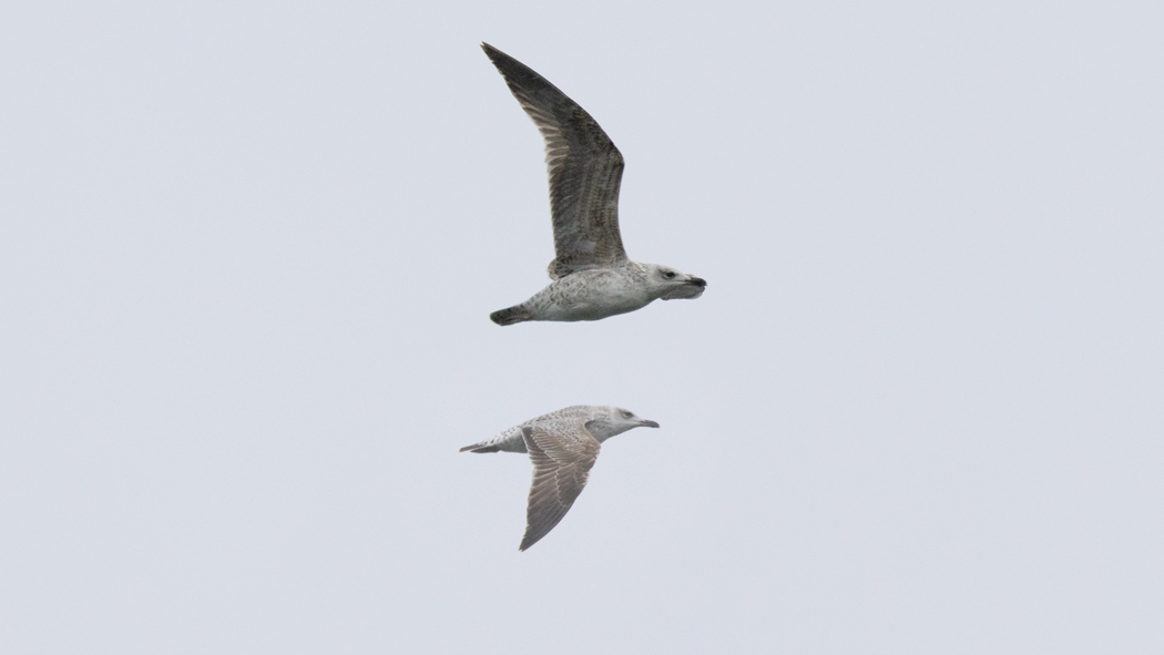 Yellow-legged Gull