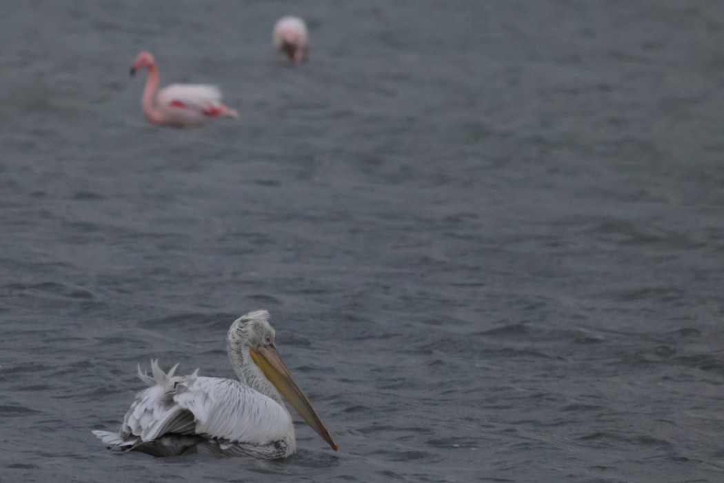 Dalmatian Pelican