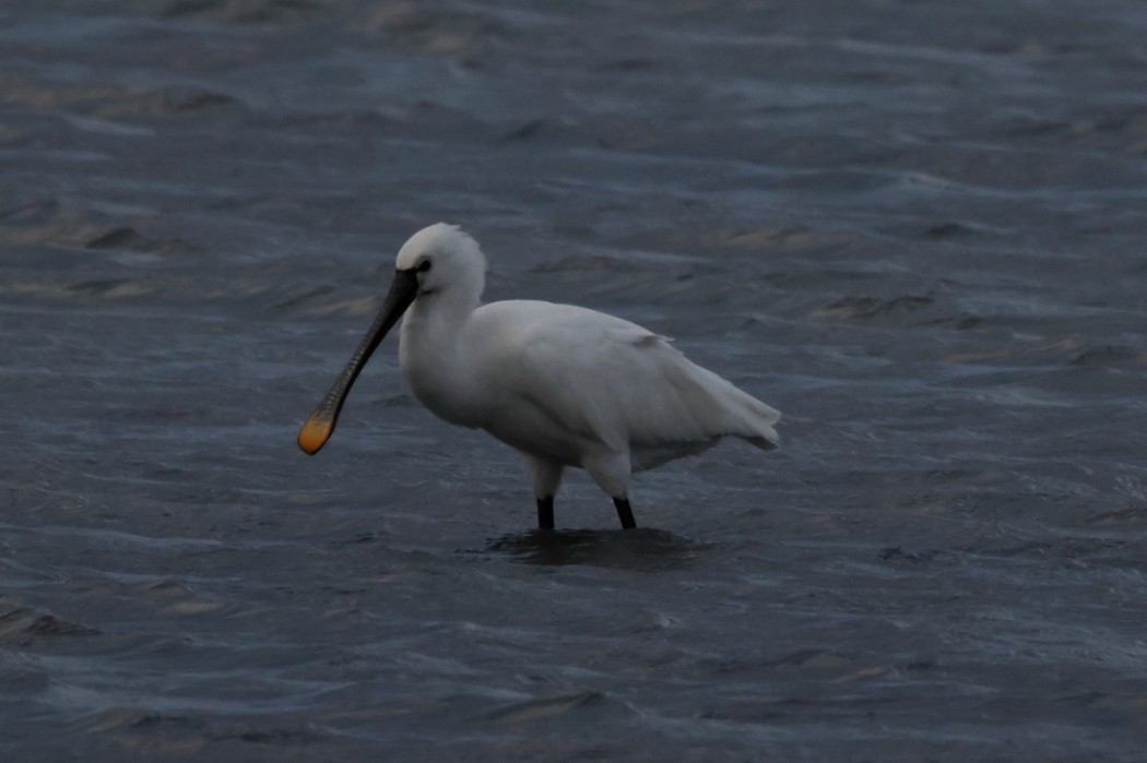 Eurasian Spoonbill